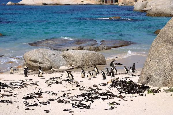 Boulders Penguin Colony Boulders Beach Kapstaden Sydafrika Svartfotade Pingviner — Stockfoto