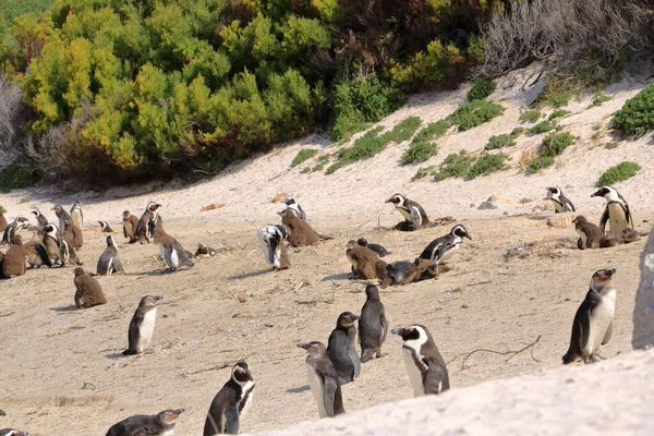 Boulders Penguin Colony Boulders Beach Kaapstad Zuid Afrika Zwarte Pinguïns — Stockfoto