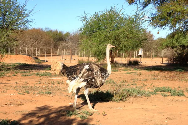 Struisvogelboerderij Bij Oudtshoorn Zuid Afrika — Stockfoto