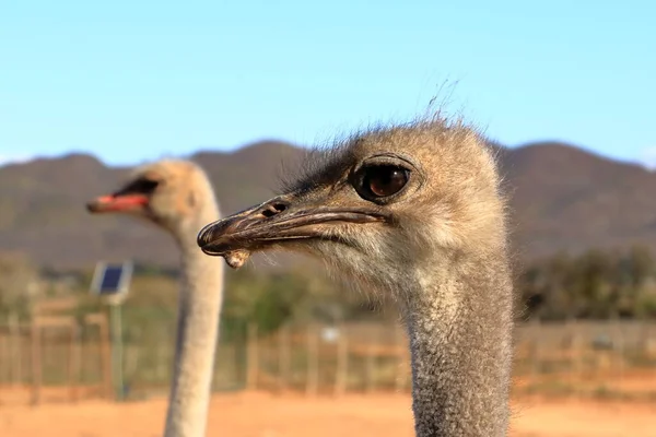 Ostrich farm near Oudtshoorn in South Africa