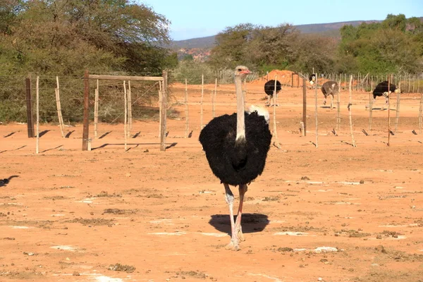 Ostrich Farm Oudtshoorn South Africa — Stock Photo, Image