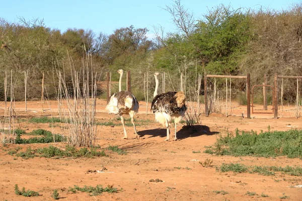Pštrosí Farma Oudtshoornu Jižní Africe — Stock fotografie