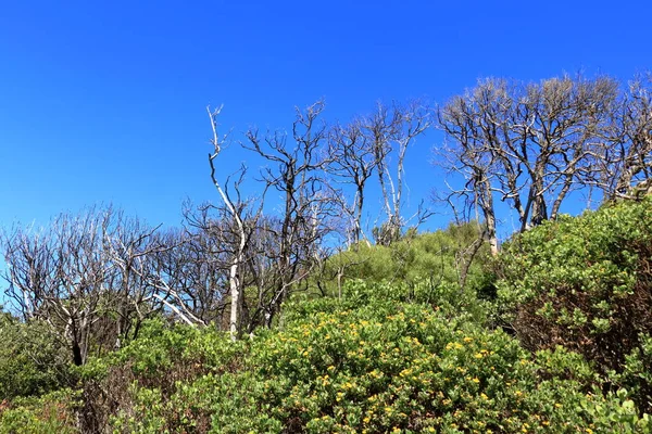 Рослини Природному Заповіднику Фейтербелл Кнісні Прекрасного Літнього Ранку Південній Африці — стокове фото