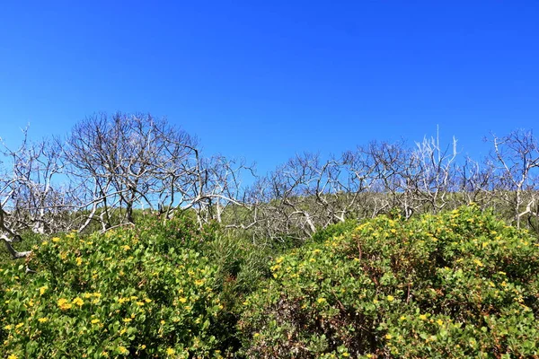 Рослини Природному Заповіднику Фейтербелл Кнісні Прекрасного Літнього Ранку Південній Африці — стокове фото