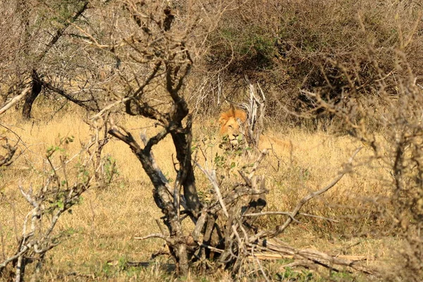 African Male Lion Portret Het Kruger Park Zuid Afrika — Stockfoto