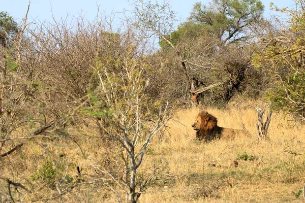 Retrato Del León Macho Africano Parque Kruger Sudáfrica —  Fotos de Stock