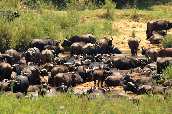 Stock image Herd of Cape Buffalo (Syncerus caffer), in the Kruger Park South Africa