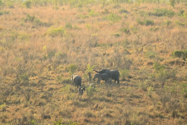 Famille Éléphants Avec Veau Dans Parc National Kruger Afrique Sud — Photo