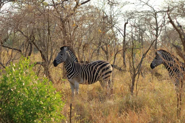 Cape Mountain Zebra Equus Zebra Kruger National Park Jižní Africe — Stock fotografie