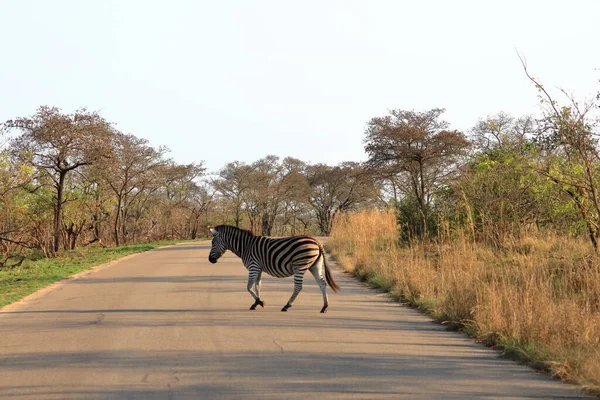 Cape Mountain Zebra Equus Zebra Parque Nacional Kruger África Sul — Fotografia de Stock