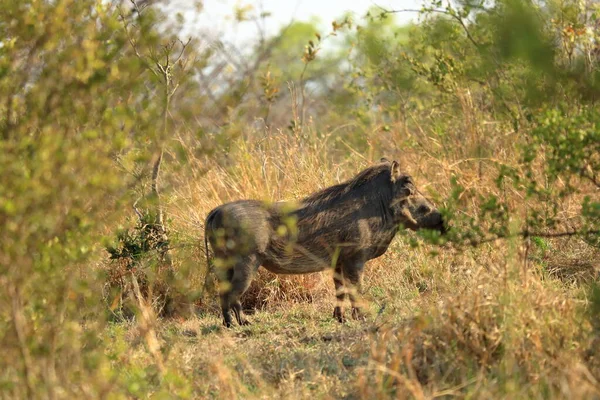 Warthog Parque Nacional Kruger Sudáfrica —  Fotos de Stock