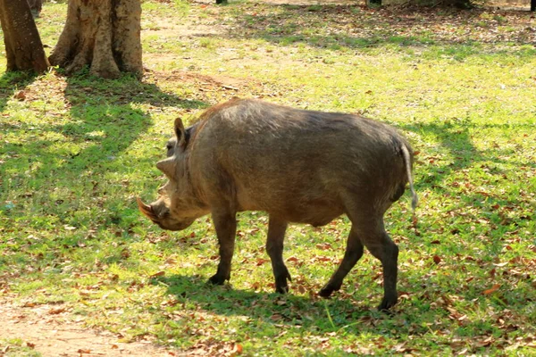 Warthog Kruger National Park South Africa — Stock Photo, Image