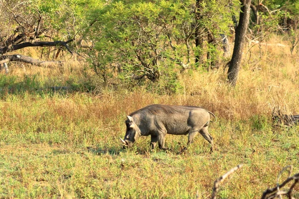 Warthog Kruger National Park África Sul — Fotografia de Stock