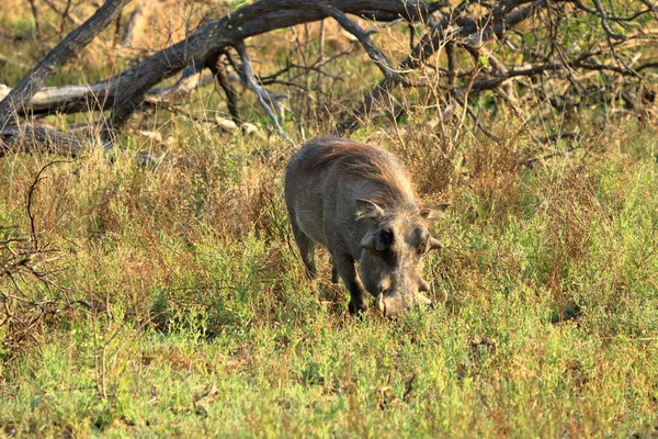 Warthog Kruger National Park África Sul — Fotografia de Stock