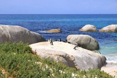 25 Eylül 2022 - Boulders Beach penguen kulübesi, Cape Town, Güney Afrika: Kara ayaklı penguen rezervi