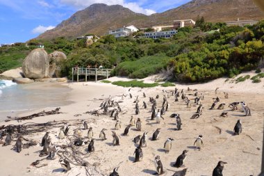 25 Eylül 2022 - Boulders Beach penguen kulübesi, Cape Town, Güney Afrika: Kara ayaklı penguen rezervi