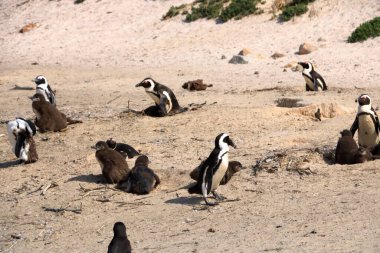 Boulders Penguen Kolonisi, Boulders Sahili, Cape Town, Güney Afrika. Kara ayaklı penguenler