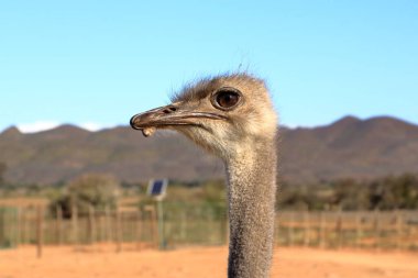 Güney Afrika 'da Oudtshoorn yakınlarında devekuşu çiftliği