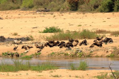 Güney Afrika 'daki Kruger Ulusal Parkı' ndaki su birikintisinin yanında bulunan Tawny Eagles, Accipitridae 'deki Specie Aquila Rapax ailesi.