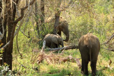 Güney Afrika 'daki Kruger Ulusal Parkı' nda buzağıları olan fil ailesi.