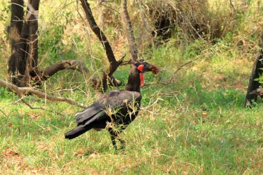 Güney Toprakları Borazanı (Bucorvus Leader Beateri), Kruger Ulusal Parkı, Güney Afrika.