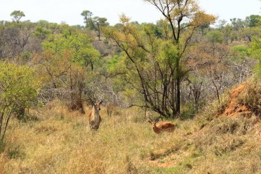 Güney Afrika 'daki Kruger Parkı' ndaki ağaç örtüsünde su geyiği var.