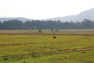 Mlilwane Vahşi Yaşam Sığınağı Svaziland, Eswatini