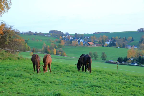 Braune Pferde Genießen Ein Feld Herbst — Stockfoto
