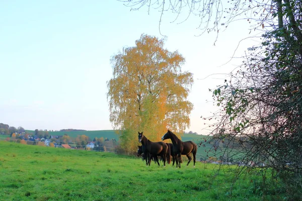 Коричневые Лошади Наслаждаются Полем Осенью — стоковое фото