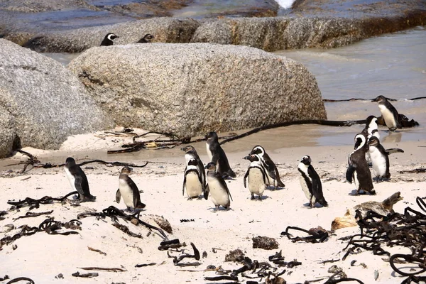 Boulders Penguin Colony Boulders Beach Cape Town Kapské Město Jihoafrická — Stock fotografie