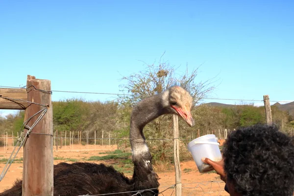 Ostrich Farm Oudtshoorn South Africa — Stock Photo, Image
