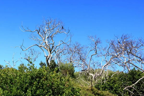 Rostliny Přírodní Rezervaci Featherbed Knysně Krásného Letního Rána Jižní Africe — Stock fotografie