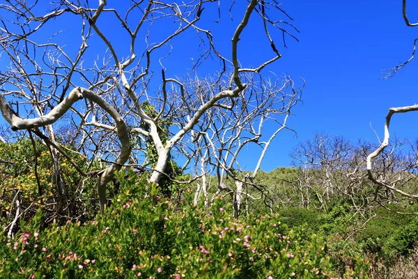 Die Pflanzen Featherbed Nature Reserve Knysna Einem Schönen Sommermorgen Südafrika — Stockfoto