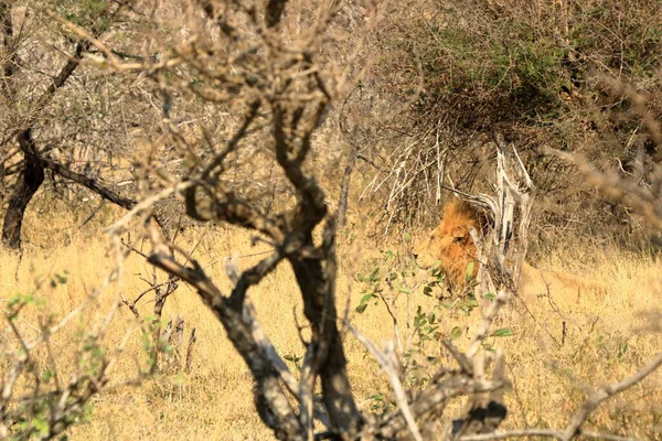 Портрет Африканского Льва Парке Крюгера Юар — стоковое фото