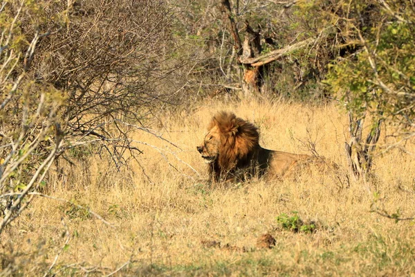 Retrato Del León Macho Africano Parque Kruger Sudáfrica — Foto de Stock