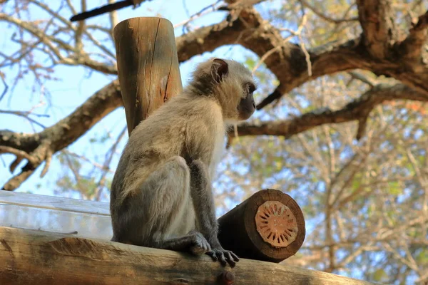 Vervet Monkey Parque Nacional Kruger Sudáfrica —  Fotos de Stock