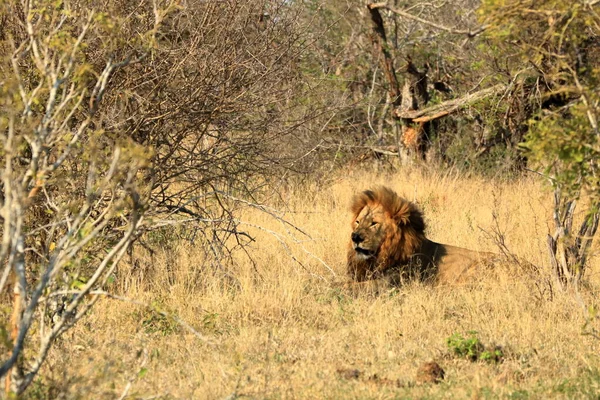 Afrykański Portret Lwa Parku Krugera Rpa — Zdjęcie stockowe