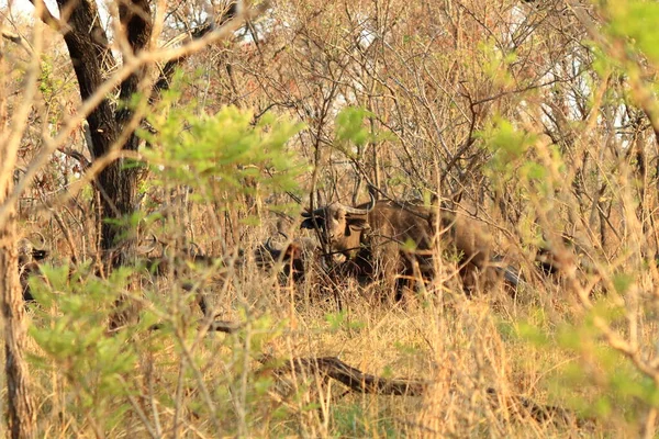 Stado Przylądka Buffalo Syncerus Caffer Parku Krugera Rpa — Zdjęcie stockowe