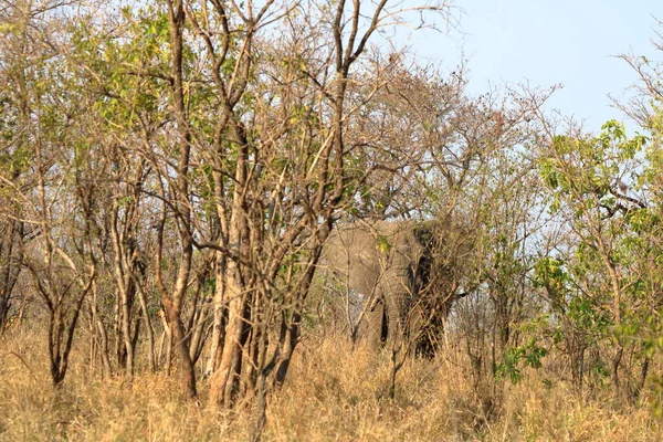 Kruger National Park Jižní Afrika Divoký Africký Slon Křoví — Stock fotografie