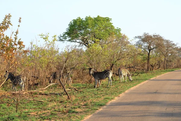 Cape Mountain Zebra Equus Zebra Güney Afrika Kruger Ulusal Parkı — Stok fotoğraf
