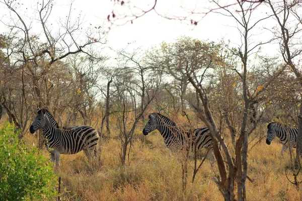 Cape Mountain Zebra Equus Zebra Kruger National Park South Africa — Stock Photo, Image
