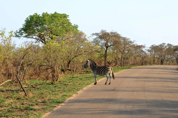 Cape Mountain Zebra Equus Zebra Kruger National Park Jižní Africe — Stock fotografie