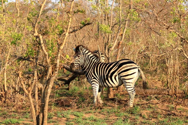 Кейп Маунтін Зебра Equus Zebra Національний Парк Крюгер Південній Африці — стокове фото