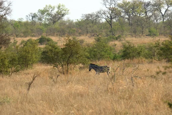 Cape Mountain Zebra Equus Zebra Parque Nacional Kruger África Sul — Fotografia de Stock