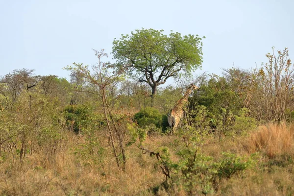 Jirafa Parque Nacional Kruger Sudáfrica Especie Jirafa Camelopardalis Familia Jirafas —  Fotos de Stock