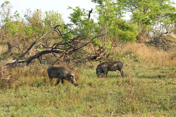 Warthog Parque Nacional Kruger Sudáfrica —  Fotos de Stock
