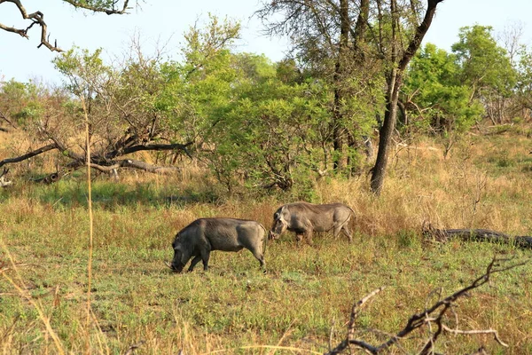 Warthog Kruger National Park Jižní Africe — Stock fotografie