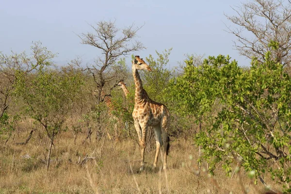 Žirafa Národním Parku Kruger Jižní Africe Druh Žirafa Camelopardalis Rodina — Stock fotografie
