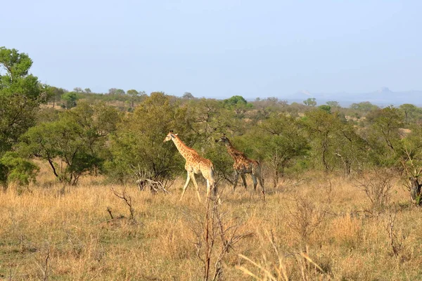 Güney Afrika Daki Kruger Ulusal Parkı Nda Zürafa Giraffidae Familyasından — Stok fotoğraf