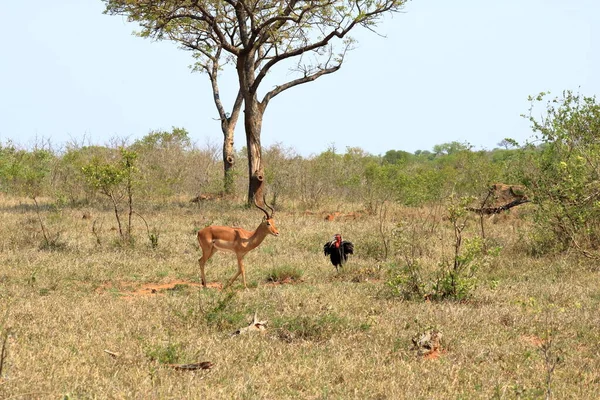 Impala South Ground Hornbill Bucorvus Leadbeateri Kruger National Park Jižní — Stock fotografie